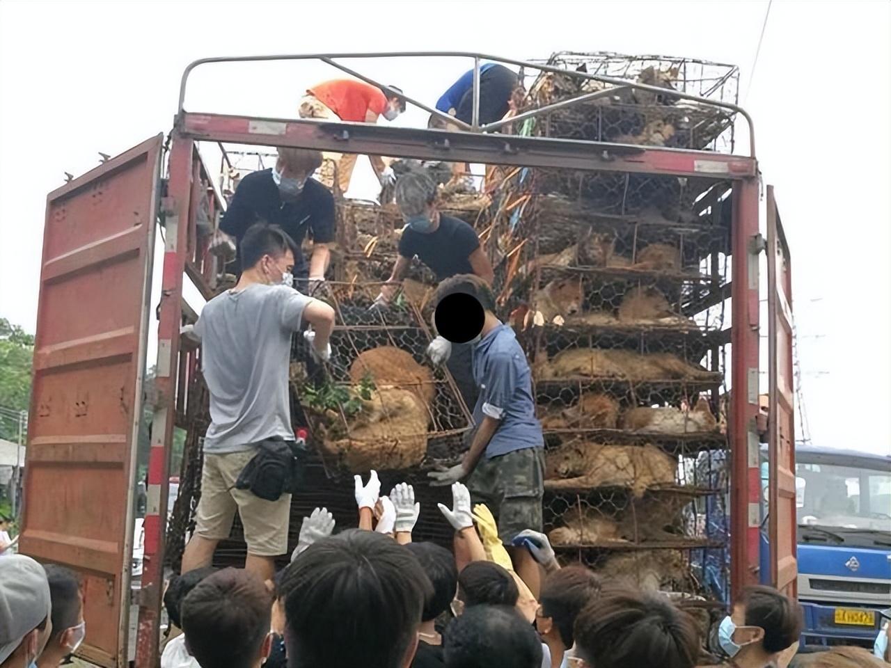 肉狗养殖新技术_养殖肉狗技术要点及场地环境_肉狗养殖技术难点