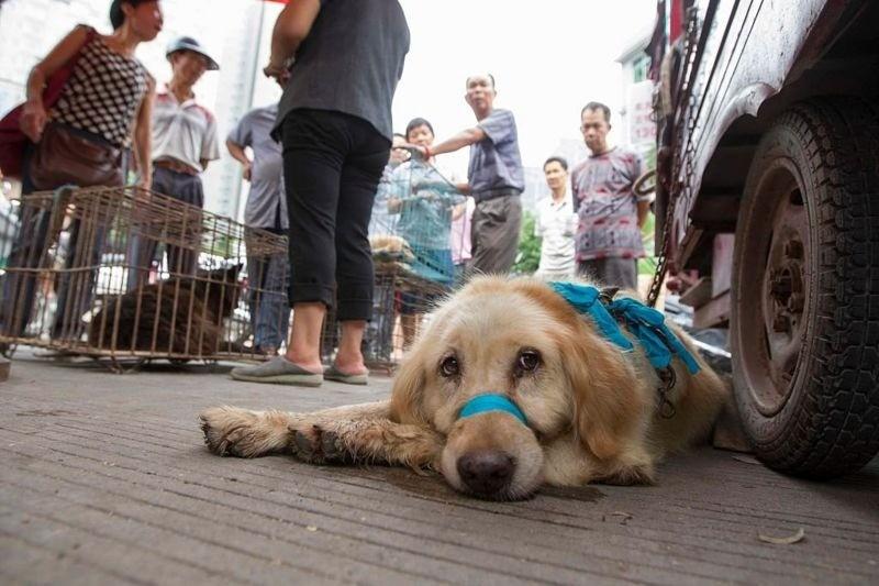 肉狗养殖新技术_养殖肉狗技术要点及场地环境_肉狗养殖技术难点