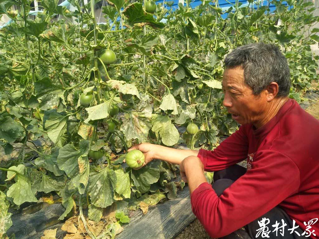 甜瓜种植致富项目_致富种植甜瓜项目简介_致富种植甜瓜项目怎么样