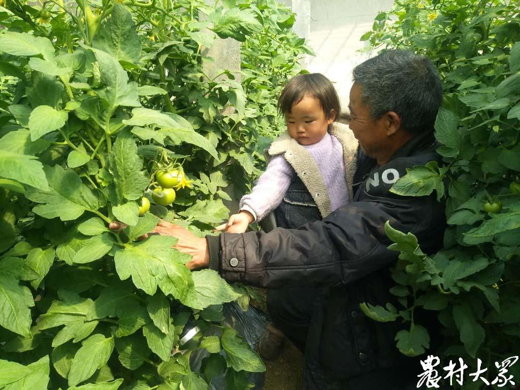 致富种植甜瓜项目简介_致富种植甜瓜项目怎么样_甜瓜种植致富项目