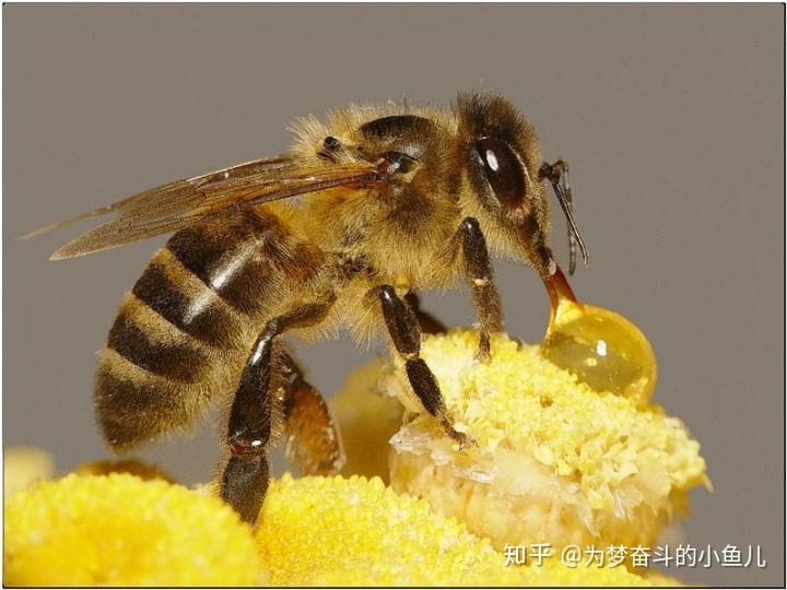 养黑鸡致富经_致富黑鸡养殖_养殖黑鸡视频