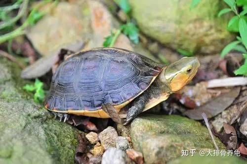 养殖鳄龟致富_致富经养鳄鱼_致富经养鳄龟全集