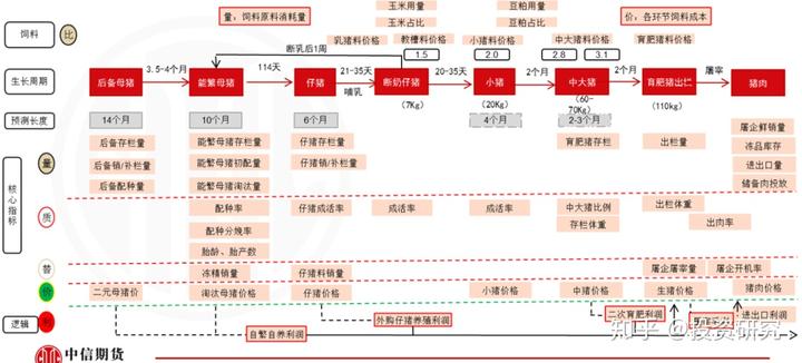 致富起跑线_致富经猪跑道_养殖吃草猪致富视频