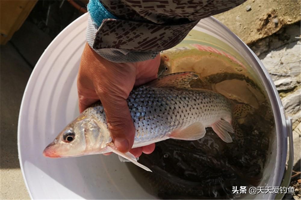 春季野钓花骨鱼，核心技巧就是调漂，用这种调漂方法，鱼儿连竿上