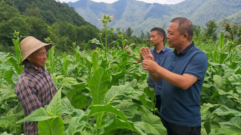 宜昌兴山烟草：“视频上线、技术下田” 助力烟叶种植提质增效