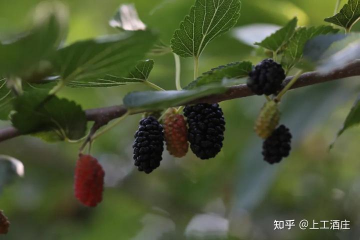 视频种植桑葚技术方案_桑葚的种植技术视频_桑葚种植视频技术