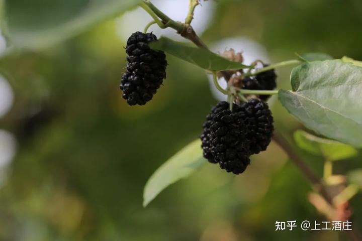 视频种植桑葚技术方案_桑葚种植视频技术_桑葚的种植技术视频