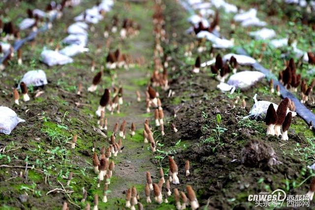 石泉夫妻种植羊肚菌 一斤鲜菇能卖100来元