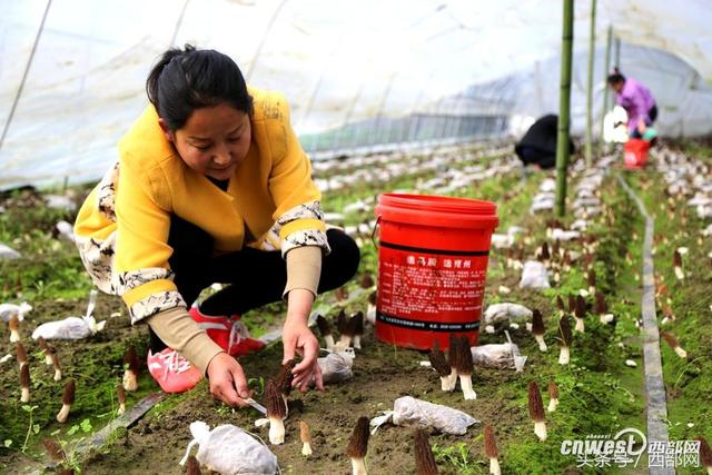 石泉夫妻种植羊肚菌 一斤鲜菇能卖100来元