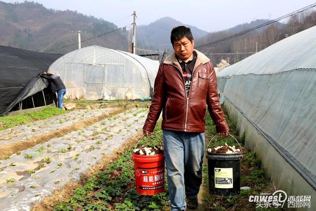 石泉夫妻种植羊肚菌 一斤鲜菇能卖100来元