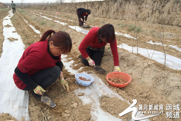 山西贝母种植致富_种植贝母多少钱一斤_种贝母赚钱吗