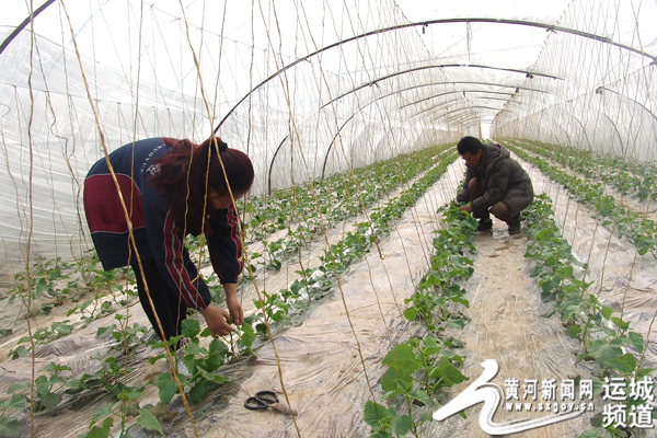 山西贝母种植致富_种植贝母多少钱一斤_种贝母赚钱吗