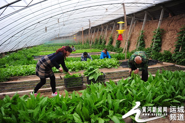 山西贝母种植致富_种植贝母多少钱一斤_种贝母赚钱吗