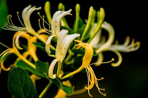 中药材种植致富经_种植药材致富方案_致富药材种植方案设计