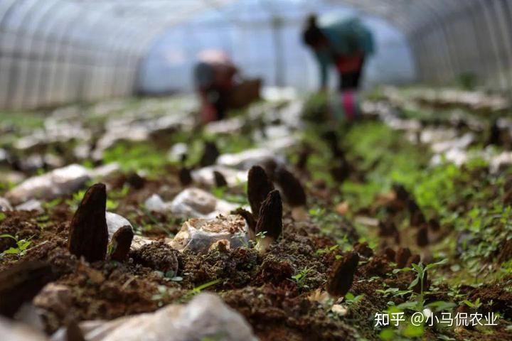 种蘑菇致富_种磨菇能致富吗_致富经磨菇种植