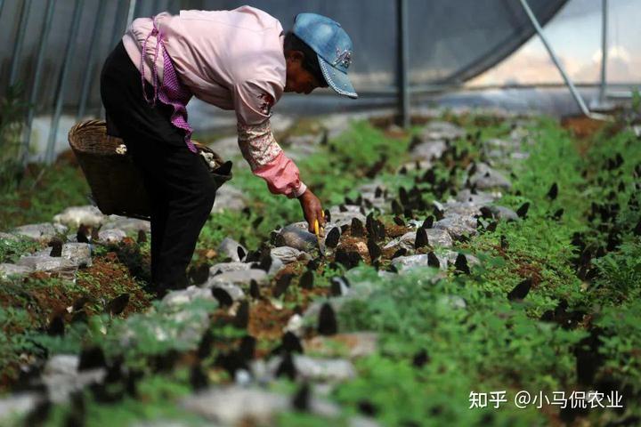 致富经磨菇种植_种磨菇能致富吗_种蘑菇致富