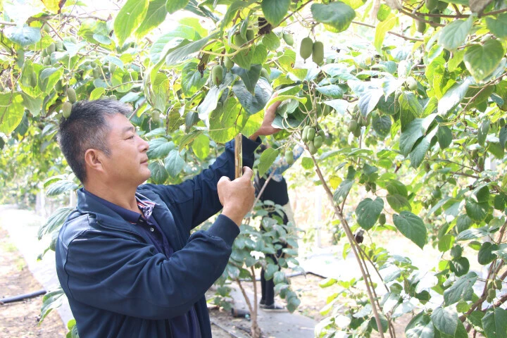 特色种植结出“致富果”