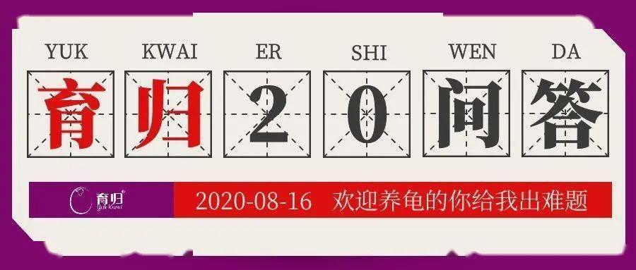 蜂窝养殖设备_蜂窝养殖养黄技术方法_养黄蜂窝养殖技术