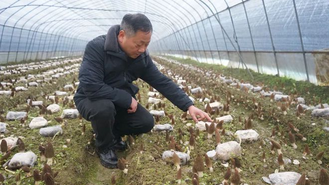 种植羊肚菌是骗局吗_种羊肚菌挣钱吗_人工种植羊肚菌能致富吗