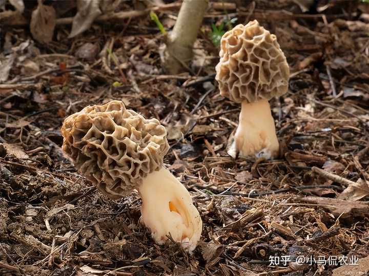 种蘑菇致富_种磨菇能致富吗_致富经磨菇种植