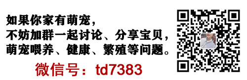 致富神仙七彩养殖鱼图片_七彩神仙鱼养殖技术讲座视频_七彩神仙鱼养殖致富经