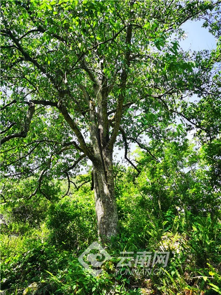 壶关种植致富果_壶关种植致富果_壶关种植致富果