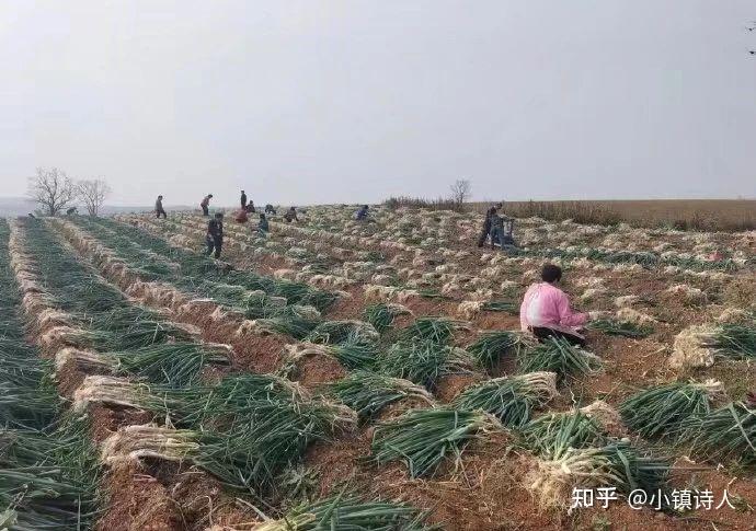 致富大葱种植人群有哪些_种植大葱致富人_大葱种植赚钱吗