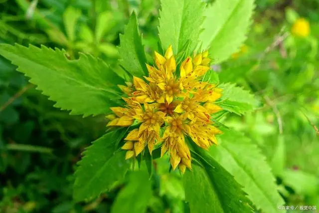 药材种植业致富项目_种植药材致富方案_致富药材种植方案怎么写