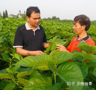 视频种植桑葚技术教程_桑葚种植视频技术_种植桑葚树的技术视频