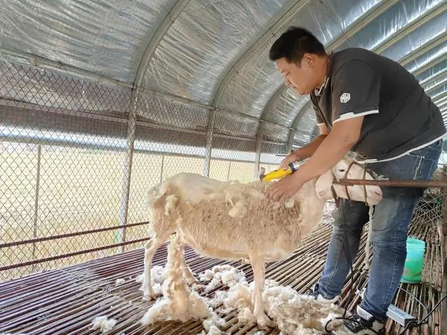 致富种草养羊赚钱吗_致富经种草养羊_养羊致富