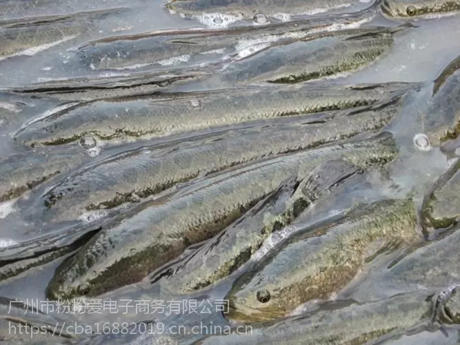 视频致富养殖黑鱼_视频致富养殖黑鱼骗局_黑鱼养殖致富视频