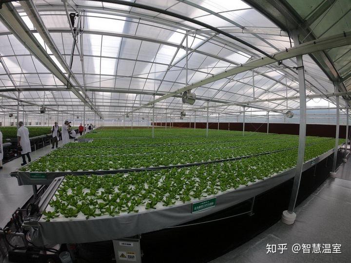 致富经温室大棚种植_温室大棚种植什么赚钱_温室大棚种植技术视频