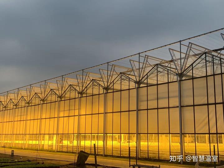 温室大棚种植技术视频_致富经温室大棚种植_温室大棚种植什么赚钱