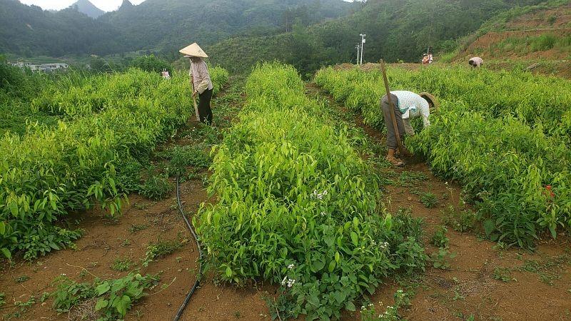 河池巴马：发展绿色甜茶产业 推动生态致富乡村振兴