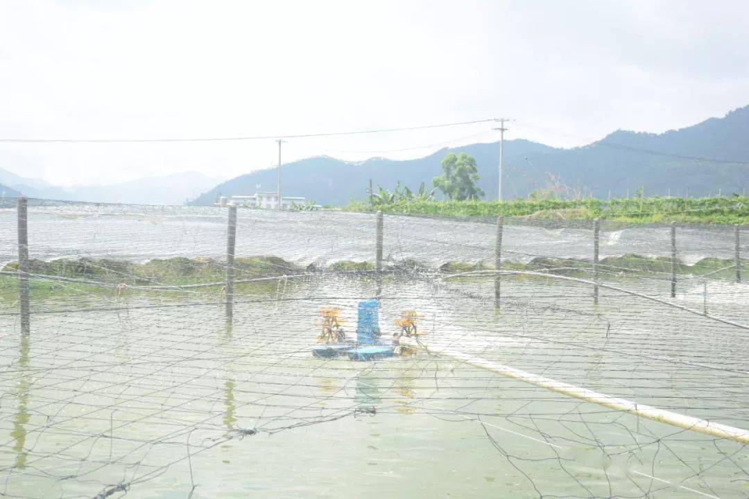 致富冷水养殖鱼图片_冷水鱼养殖致富_致富冷水养殖鱼有哪些