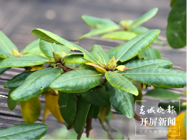 甘蓝种植效益_种植甘蓝赚钱吗_高山种植甘蓝致富