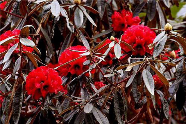 种植甘蓝赚钱吗_甘蓝种植效益_高山种植甘蓝致富