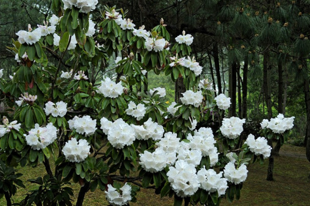 高山种植甘蓝致富_种植甘蓝赚钱吗_甘蓝种植效益