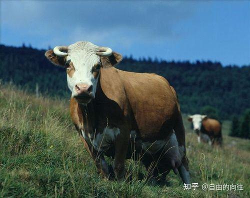 养殖致富案例_养殖致富的骗局_致富骗局养殖视频