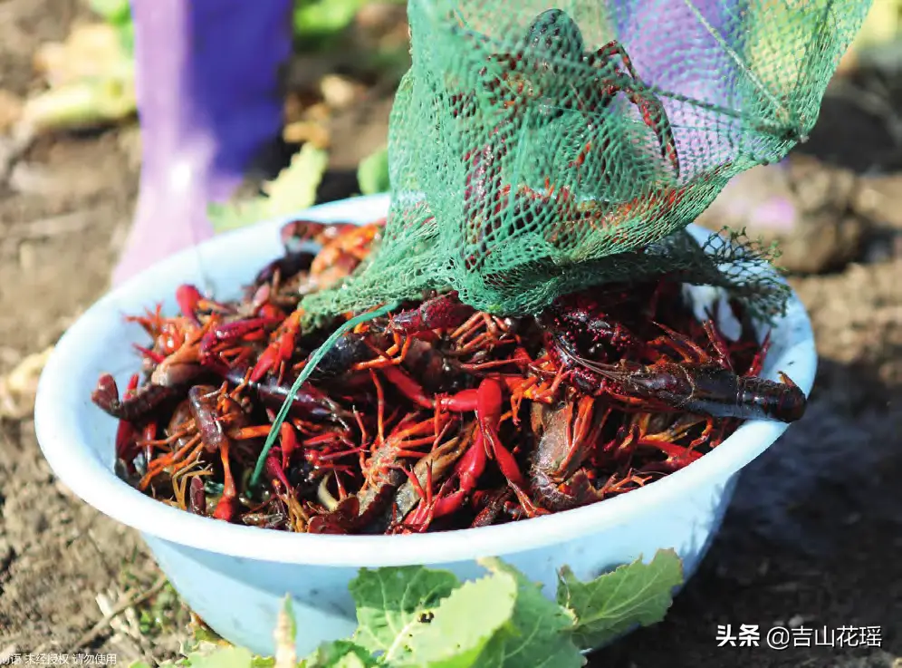 小龙虾淡水养殖技术_龙虾淡水养殖技术小知识_淡水龙虾养殖技术视频