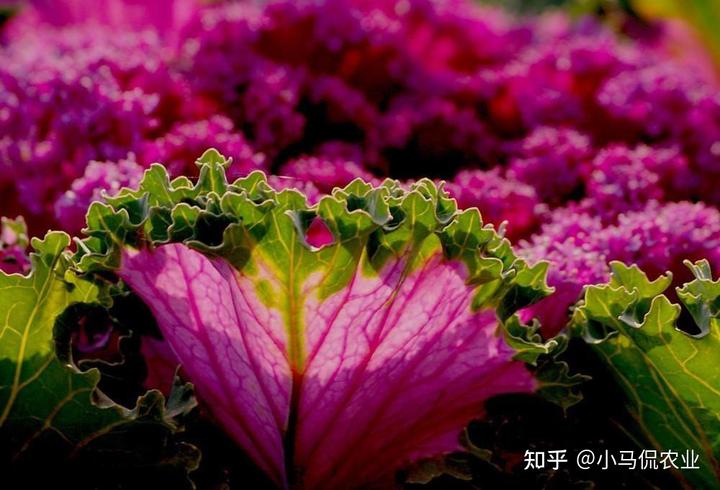 高山种植甘蓝致富_致富高山种植甘蓝视频_种植甘蓝的成本和利润