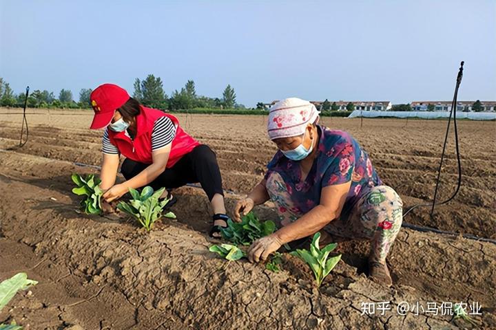 致富高山种植甘蓝视频_种植甘蓝的成本和利润_高山种植甘蓝致富