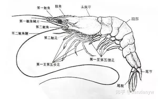 福建浓泰弘升农业聊一聊对虾苗种的一些事