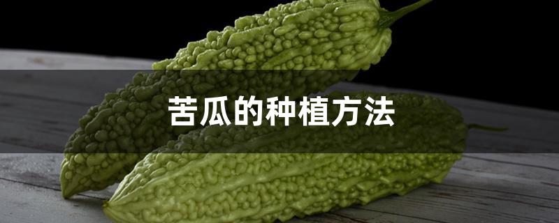 苦瓜的种植方法