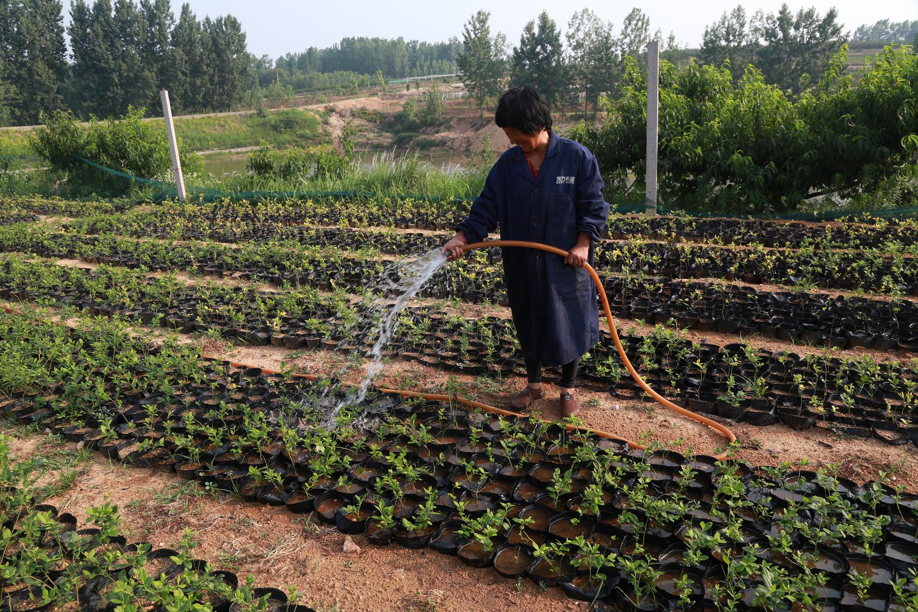 致富经蓝莓种植视频_种植蓝莓技术_蓝莓种植致富方法