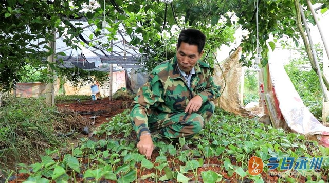 种植 致富经_致富种植业_致富种植创业项目