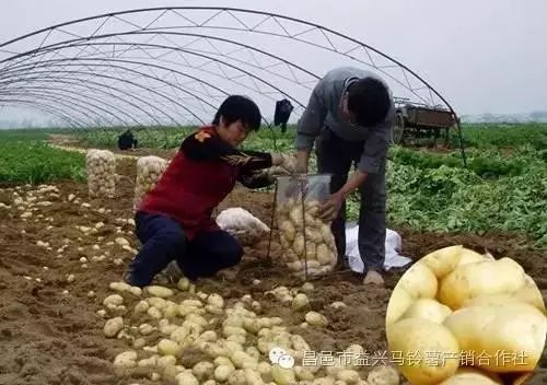 马铃薯大棚种植技术