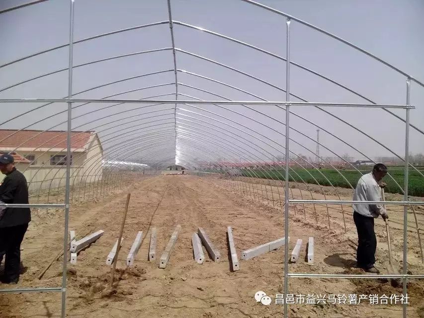 种植土豆技术_土豆种植技术和管理_土豆种植技术全过程