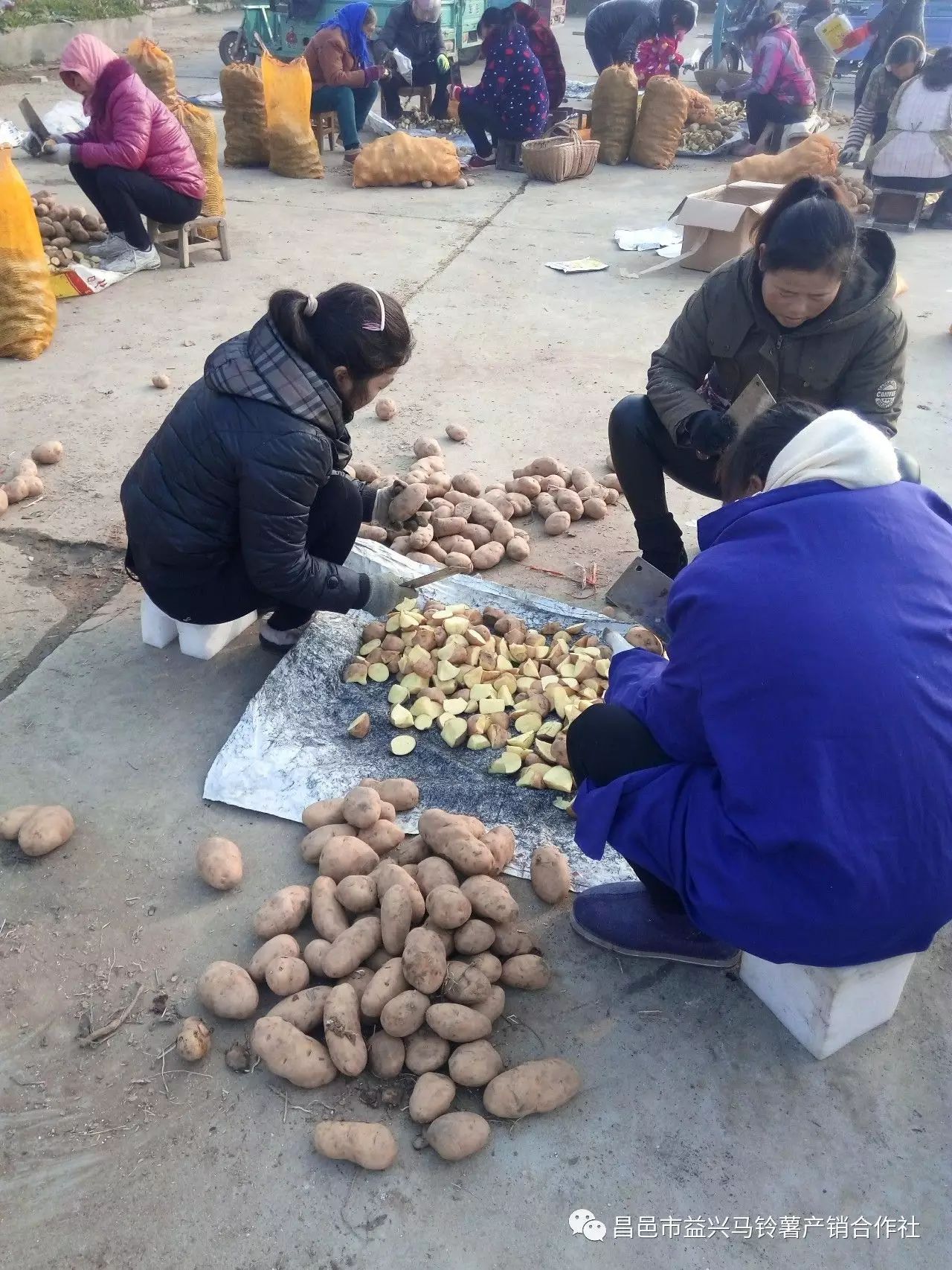 土豆种植技术和管理_土豆种植技术全过程_种植土豆技术