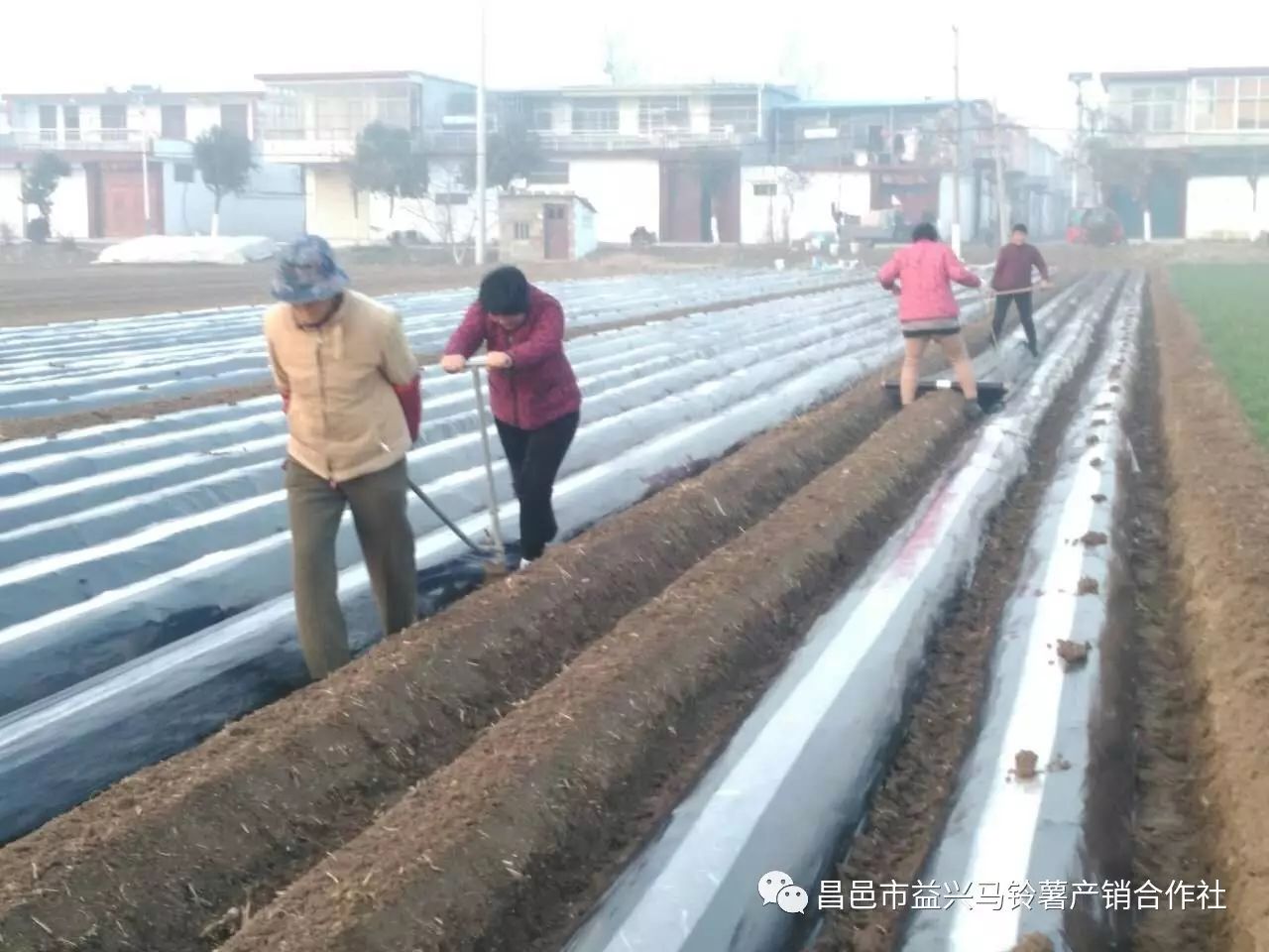 种植土豆技术_土豆种植技术全过程_土豆种植技术和管理